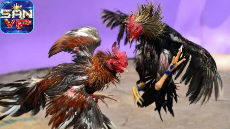Sảnh Đá Gà Cock Fighting - Cược đá gà, thắng cực nhanh. 2 sanh-da-ga-cock-fighting:-gioi-thieu-tong-quan