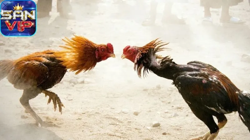 Sảnh Đá Gà Cock Fighting - Cược đá gà, thắng cực nhanh. 3 sanh-da-ga-cock-fighting:-cac-loai-hinh-da-ga-pho-bien