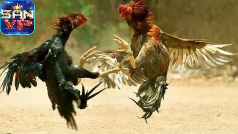 Sảnh Đá Gà Cock Fighting - Cược đá gà, thắng cực nhanh. 4 sanh-da-ga-cock-fighting:-da-ga-truc-tuyen